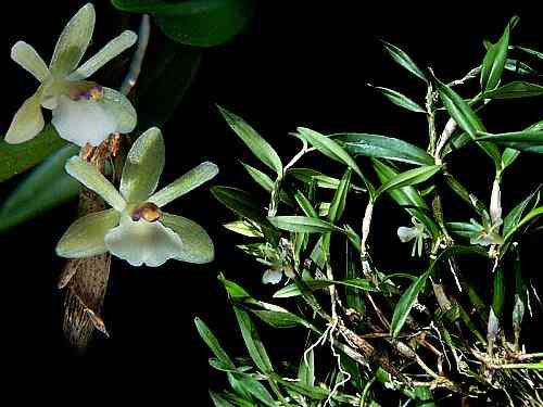 Scaphyglottis cuneata